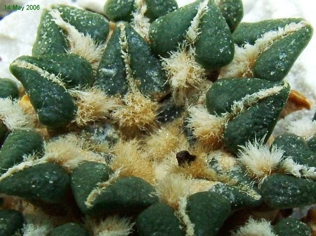 Ariocarpus _kotschoubeyanus _05